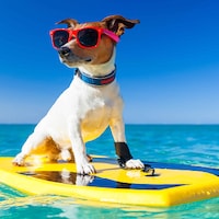 Urlaub mit Hund - 47.884 Ferienwohnungen & Ferienhäuser