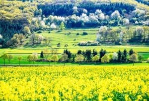 Dickenschied