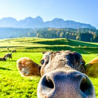 Urlaub auf dem Bauernhof - 1.534 Ferienwohnungen & Ferienhäuser