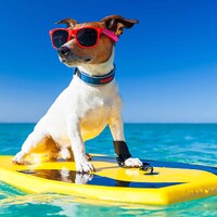 Urlaub mit Hund - 53.293 Ferienwohnungen & Ferienhäuser